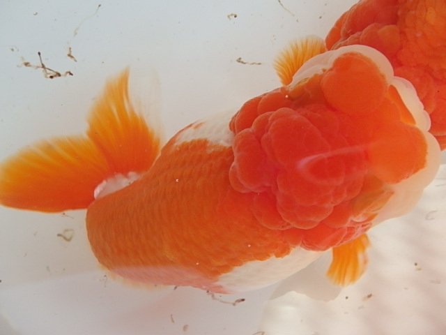 f0334143_9285743.jpg