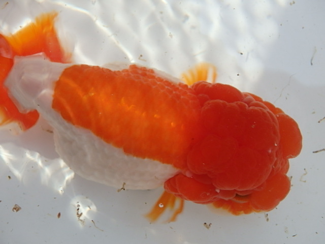 f0334143_92935.jpg
