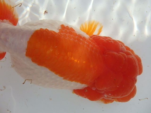 f0334143_929965.jpg