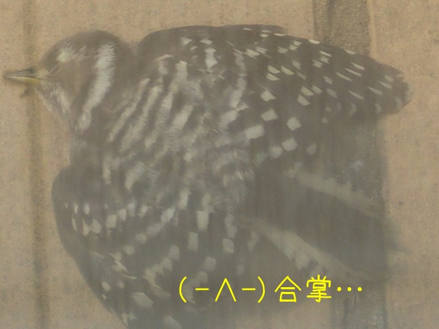 c0259945_1634508.jpg