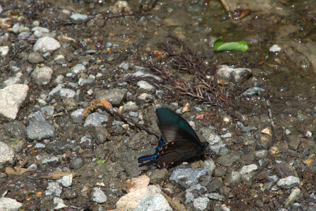 d0098057_927194.jpg