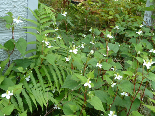 e0278968_22532770.jpg
