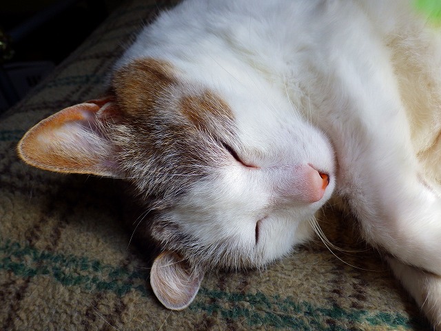 a0159490_15562790.jpg