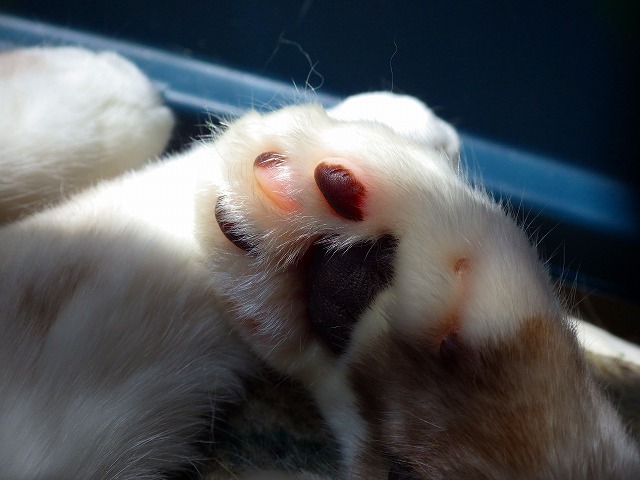 a0159490_15564518.jpg
