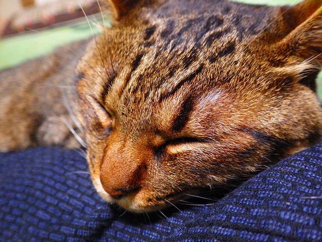 a0159490_1615389.jpg