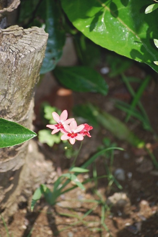 e0025300_22442080.jpg