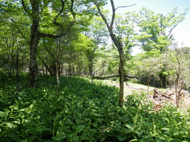 d0006512_179233.jpg