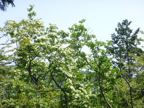 d0170615_1073089.jpg