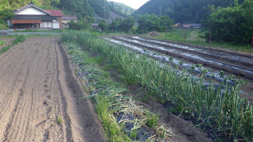 c0300035_8124684.jpg