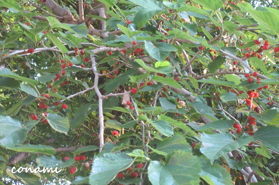 e0291638_21074427.jpg