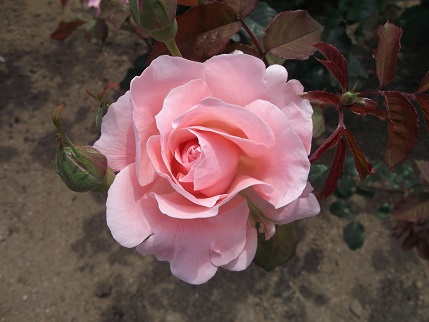 e0248844_22152254.jpg