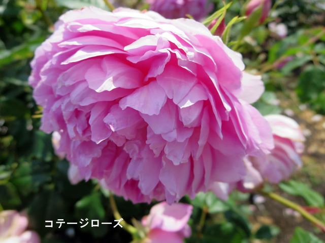 c0042960_19101319.jpg