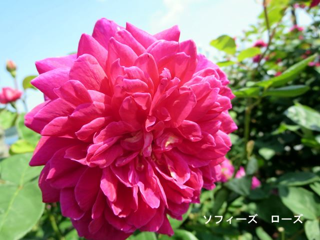 c0042960_1910357.jpg