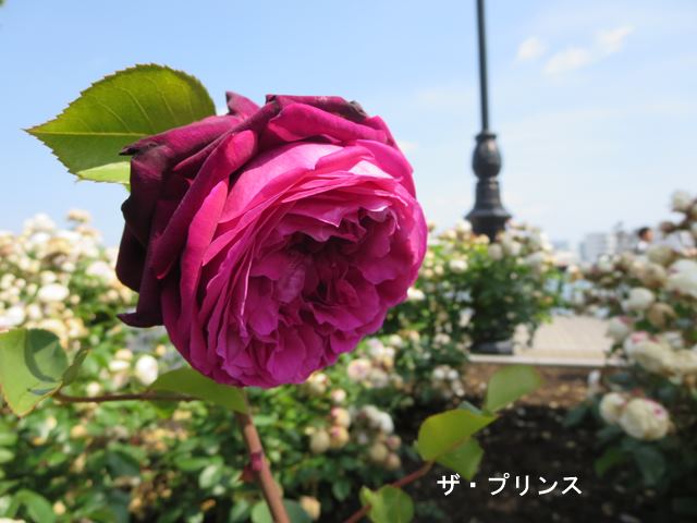 c0042960_1985332.jpg