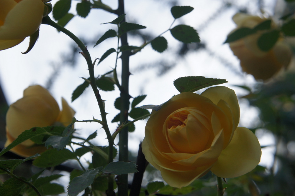 e0003465_8302077.jpg