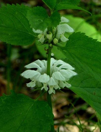 d0084473_2073951.jpg
