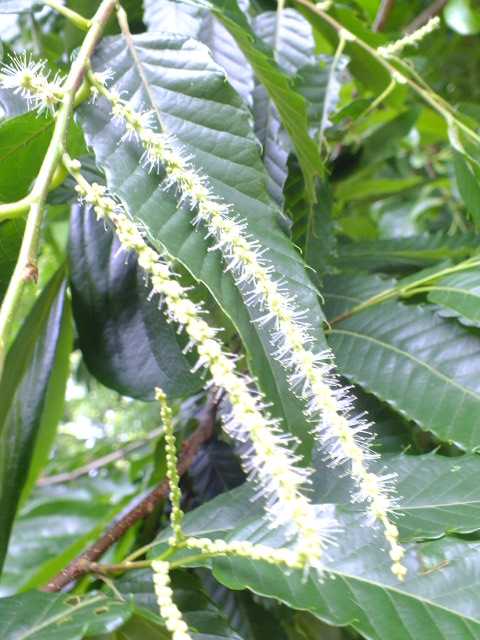 e0145782_17264921.jpg