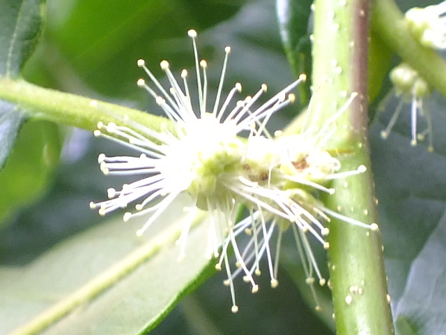 e0145782_17272562.jpg