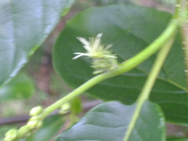 e0145782_17323089.jpg