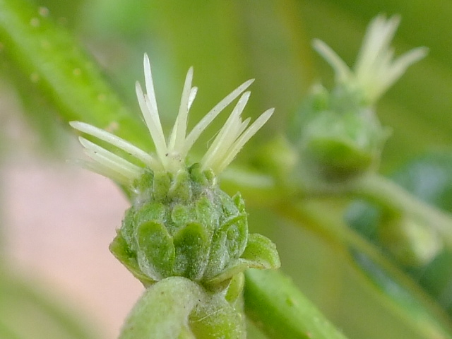 e0145782_17351245.jpg