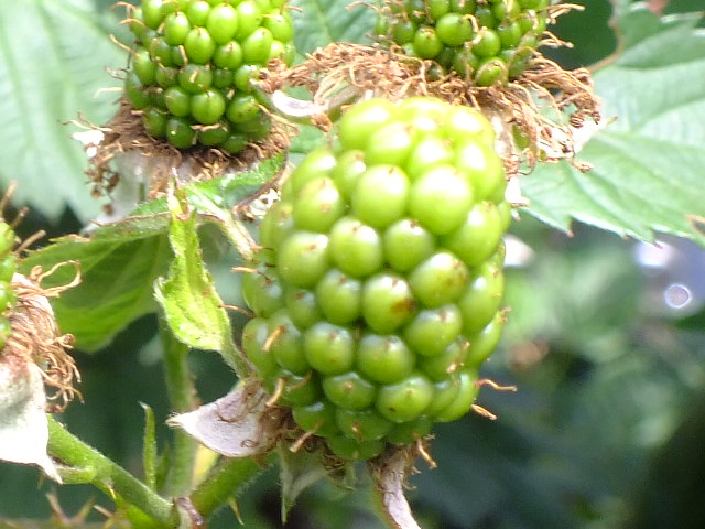 e0145782_17371733.jpg
