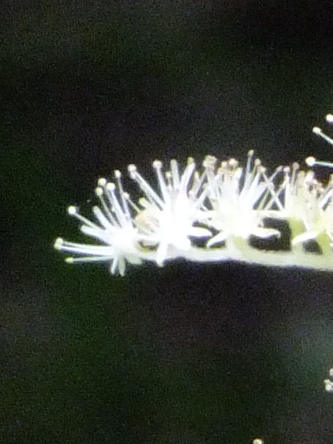 e0145782_17411640.jpg