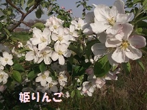 d0017084_9404762.jpg