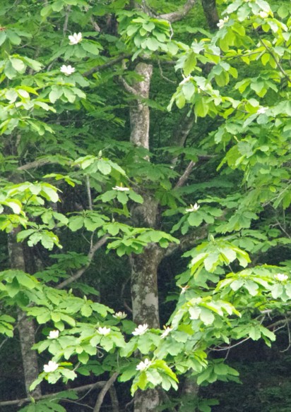 c0144185_12572991.jpg