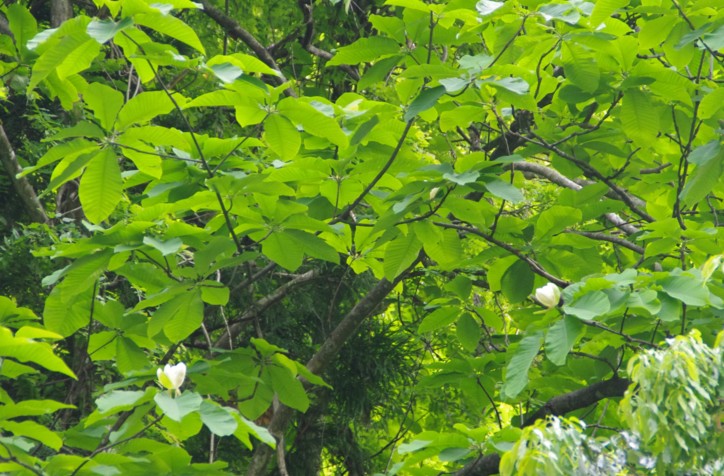 c0144185_1259302.jpg