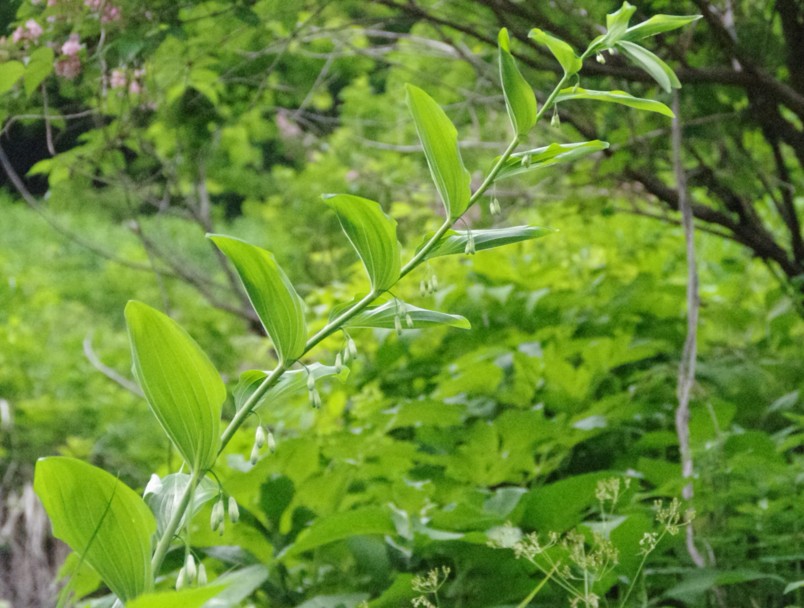c0144185_13155722.jpg