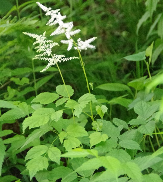 c0144185_13284124.jpg