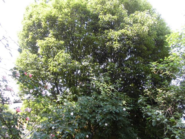 b0091187_2203489.jpg