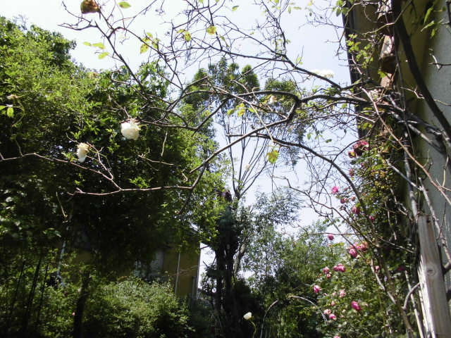 b0091187_2231197.jpg