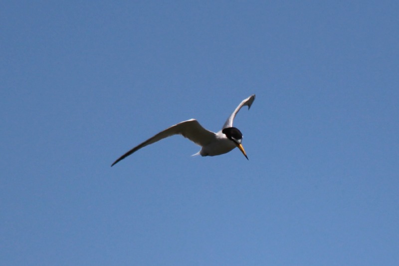 a0127090_14294485.jpg