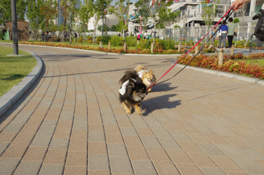 f0185804_2315657.gif