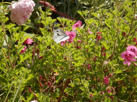e0288951_1731623.jpg