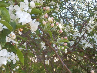 e0004756_220369.jpg