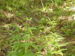 e0004756_221109.jpg