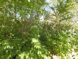 e0004756_2232440.jpg