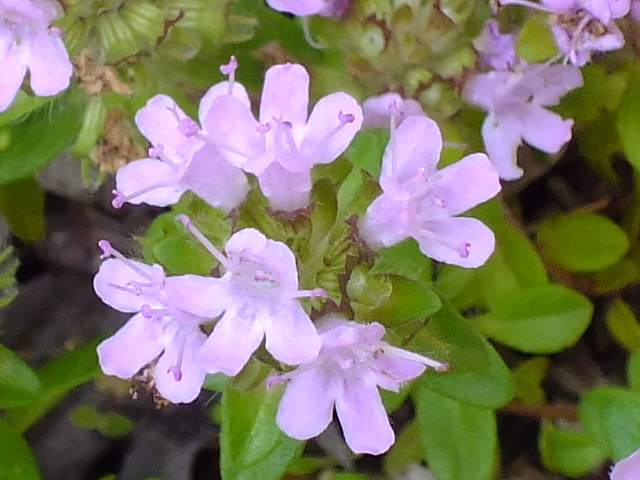 e0145782_4264912.jpg