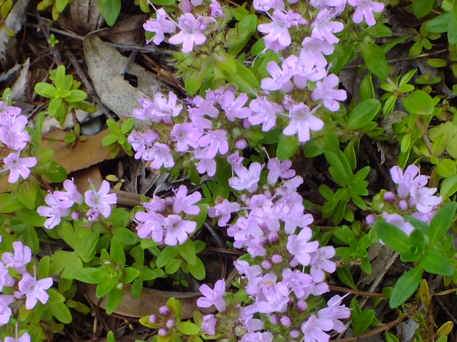 e0145782_426771.jpg