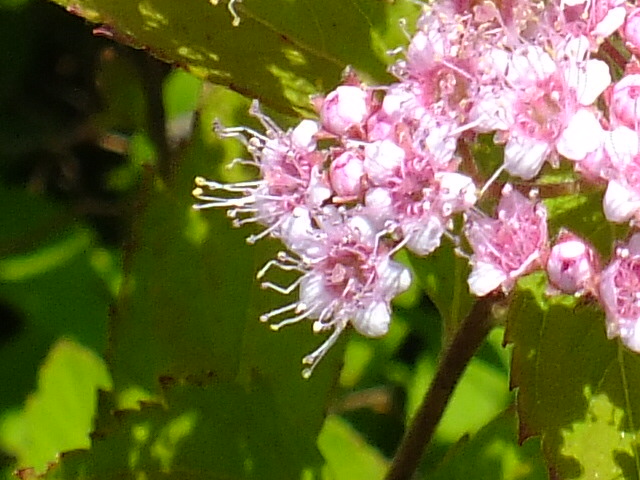 e0145782_4313994.jpg