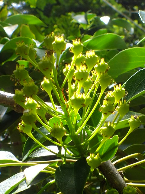 e0145782_4321395.jpg