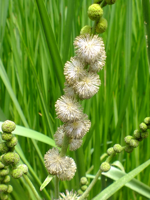 e0145782_4351539.jpg