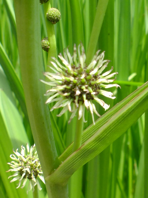 e0145782_4355188.jpg