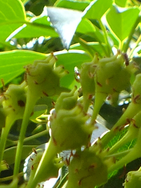 e0145782_447175.jpg