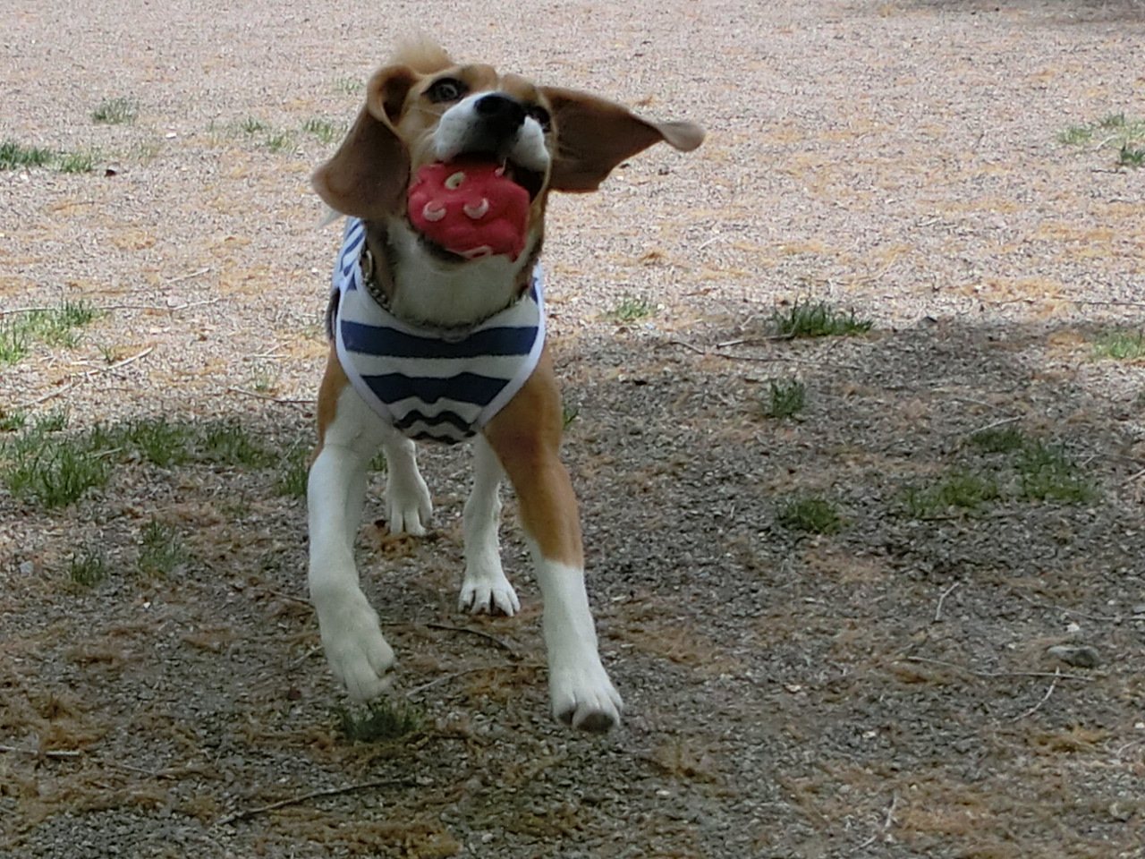 a0319693_22194468.jpg