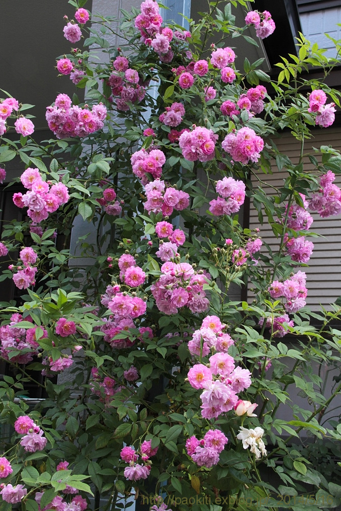 d0166303_2313116.jpg