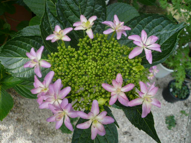 e0026017_14352940.jpg