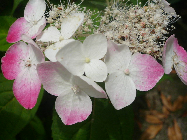 e0026017_1436747.jpg